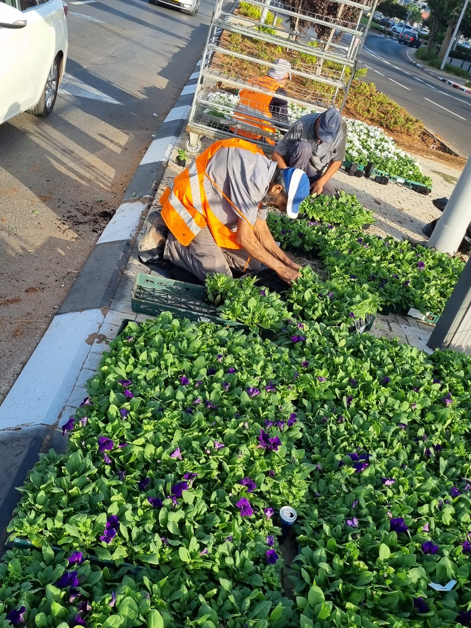 במהלך הימים הקרובים יישתלו כ-40 אלף פרחי עונה