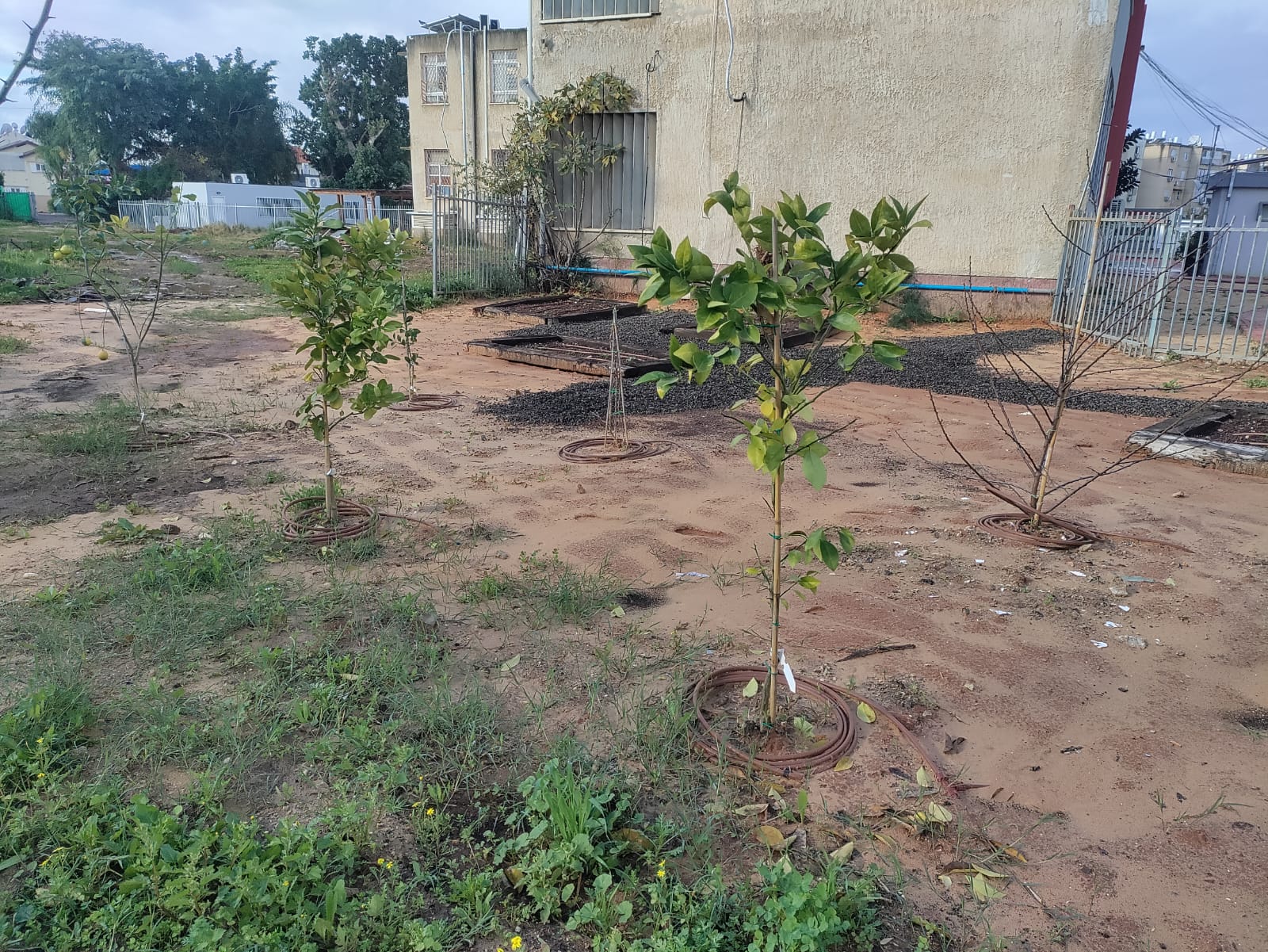 שלוש גינות חדשות בשלושה בתי ספר יסודיים בעיר - אור מנחם, סביונים ואורות הוקמו בעת האחרונה ביוזמת היחידה הסביבתית בעירייה. הקמת הגינות הושלמה בראש השנה לאילנות, ט"ו בשבט, בשיתוף מחלקת הגינון באגף תנופ"ה שנרתמה לסייע לתלמידים בבתי הספר בהכנת הקרקע, פריסת צינורות ההשקיה וחיבורם למערכת השקיה ממוחשבת.