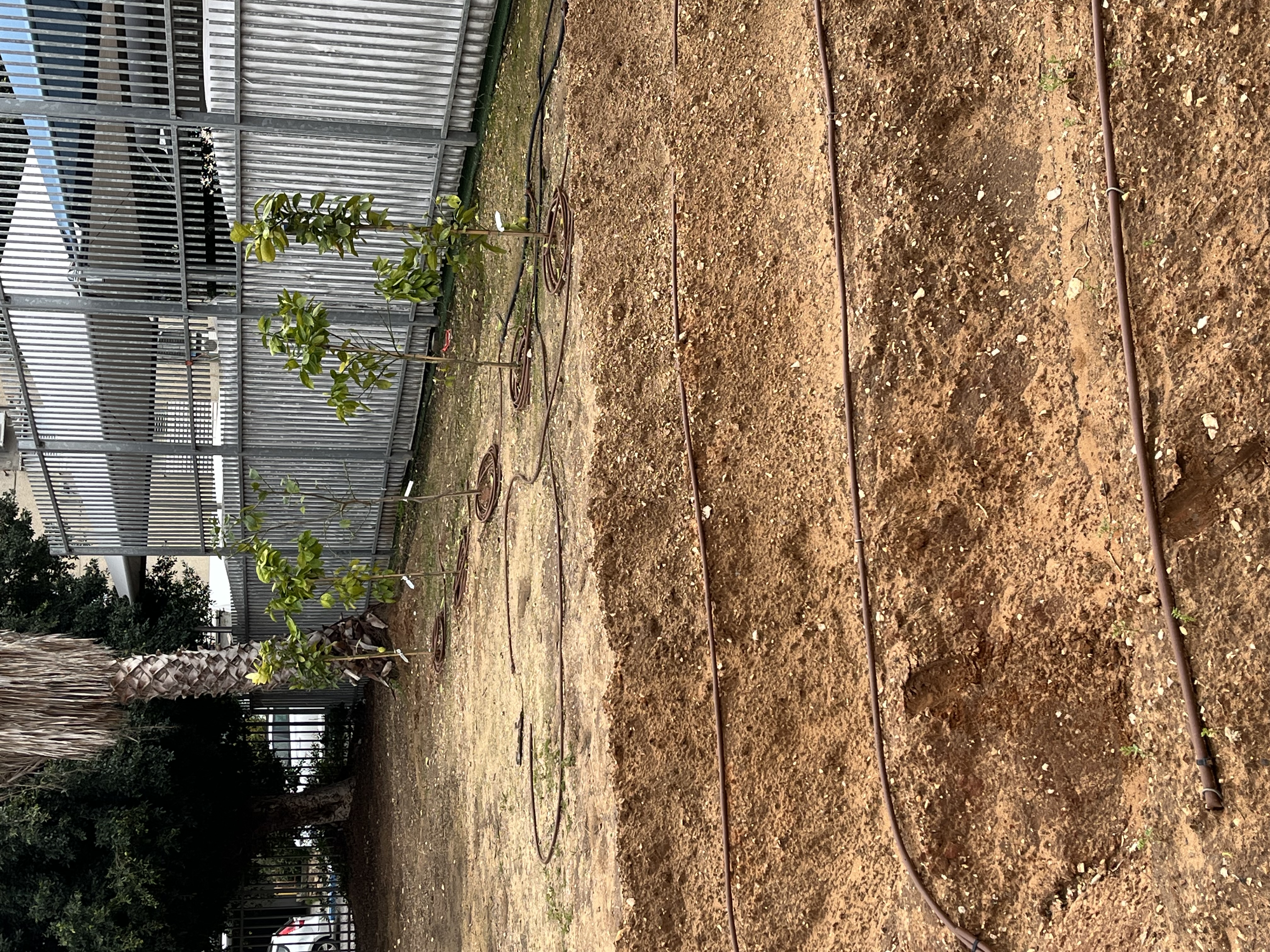 הגינות הוקמו כדי לקדם למידה חווייתית בביה"ס, לחבר את התלמידים לטבע ולסביבה תוך ביצוע פעילות פיזית והתנתקות מהמסכים וכן כדי להתנסות בשיתוף פעולה עם חברים ובנטילת אחריות. בכל הגינות הוקמו גינות ירק ונשתלו עצי פרי שארץ ישראל השתבחה בהם. הפעילות מלווה לאורך השנה בהדרכה ובלמידה עיונית.