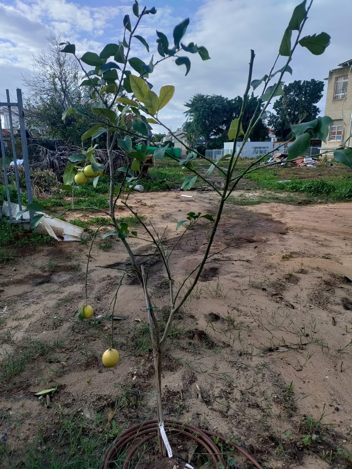 זו הזדמנות להודות לכלל העוסקים במלאכה, למנהלת היחידה הסביבתית, נורית שולמן, לאריה חיים, מנהל מחלקת הגינון באגף תנופ"ה בראשותה של מירה קהלני והצוות, למנהלות בתי הספר, לימור כהן (סביונים), דבורי מלוב (אורות ממ"ד חב"ד בנות) ולענבל רחימי (אור מנחם, ממ"ד בנים).