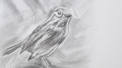 יעל זבורוב ציפור רישום.jpg